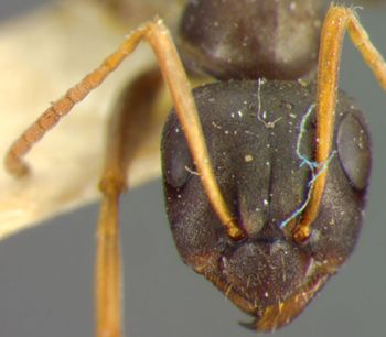 Media type: image;   Entomology 22729 Aspect: head frontal view